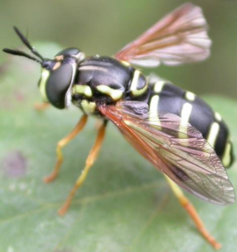 Chrysotoxum festivum