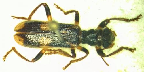 Opilo mollis