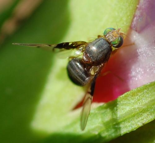 Réf. 48 067 : Anomoia purmunda