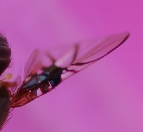 Réf. 48 077 : Anomoia purmunda
