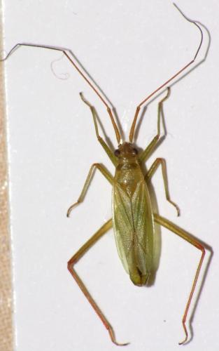 Teratocoris paludum