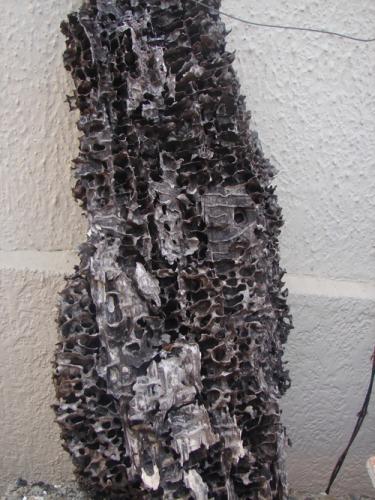 Reticulitermes sp.