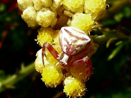 Thomisus onustus