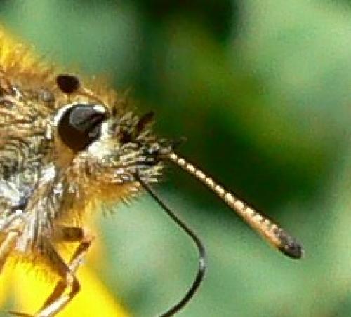Thymelicus lineola