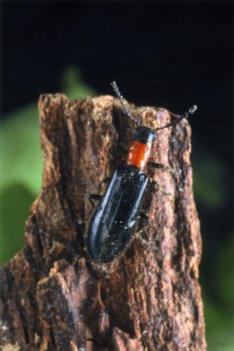 Tillus elongatus