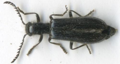 Tillus elongatus