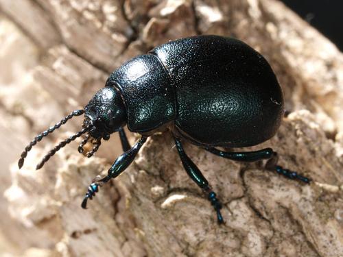 Timarcha goettingensis
