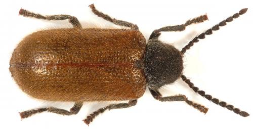 Hedobia pubescens