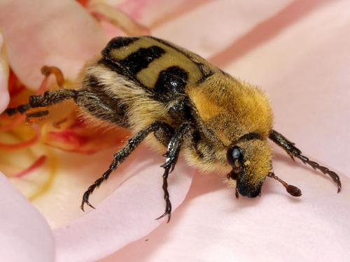 Réf. 48 202 : Trichius sp.