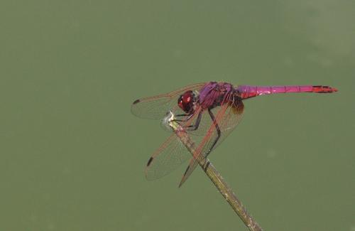 Trithemis annulata