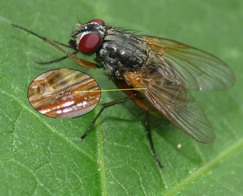 Réf. 48 951 : Mydaea urbana