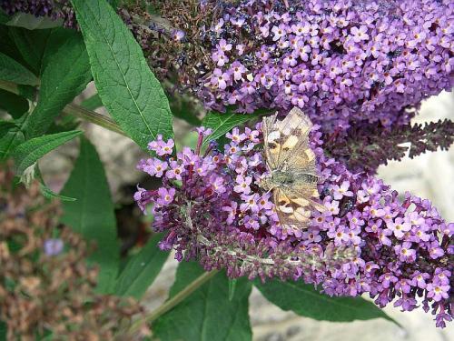 Vanessa cardui