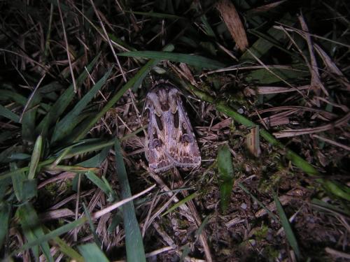 Agrotis vestigialis