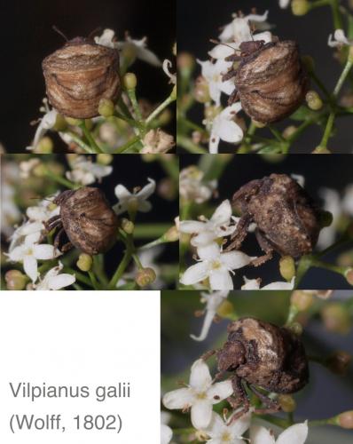 Vilpianus galii