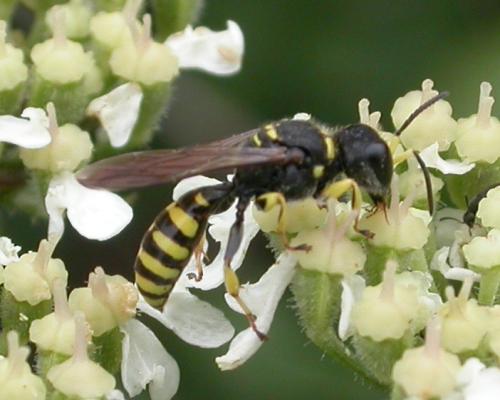 Réf. 48 053 : Ectemnius sp.