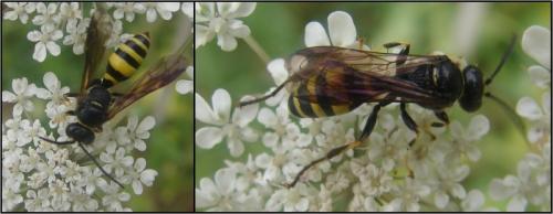 Gorytes sp.