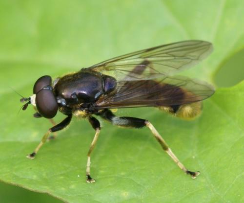Réf. 48 639 : Xylota sylvarum