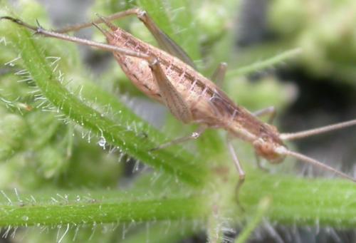 Réf. 48 051 : Oecanthus pellucens pellucens