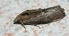 48683 – Photo : patrick derennes – France (94)