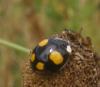 Harmonia axyridis