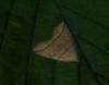 Herminia grisealis