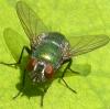Lucilia sp.