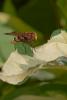 48831 – Photo : Patrick Nourdin – France (22)