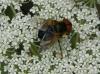 Phasia hemiptera