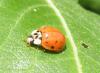 Harmonia axyridis