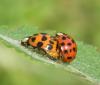 Harmonia axyridis