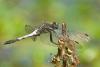 48141 – Photo : Jean-Pierre Grommen – France (47)