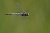 48580 – Photo : Marc Solari – France (88)