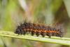 48539 – Photo : Marc Solari – France (88)