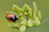 48280 – Photo : Marc Solari – France (68)
