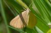 48045 – Photo : pendruc – France (78)