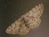 Hypomecis punctinalis