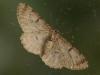 Hypomecis punctinalis
