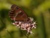 48670 – Photo : Michel Ehrhardt – France (68)