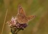 48671 – Photo : Michel Ehrhardt – France (68)