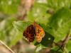 48677 – Photo : Michel Ehrhardt – France (68)