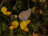 48682 – Photo : Michel Ehrhardt – France (68)
