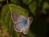 48681 – Photo : Michel Ehrhardt – France (68)
