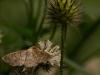 48767 – Photo : Michel Ehrhardt – France (68)