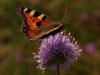 48861 – Photo : Michel Ehrhardt – France (68)