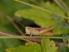 48982 – Photo : Michel Ehrhardt – France (68)