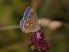48944 – Photo : Michel Ehrhardt – France (68)