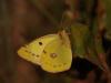 48941 – Photo : Michel Ehrhardt – France (68)