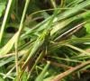 48230 – Photo : clovis – Royaume-Uni