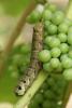 48340 – Photo : Philippe MEISTER – Suisse