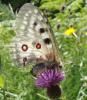 48220 – Photo : Arnaud Jean-Pierre – France (09)
